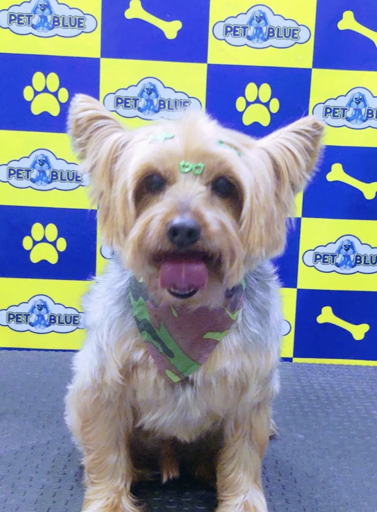 Cão depois da tosa