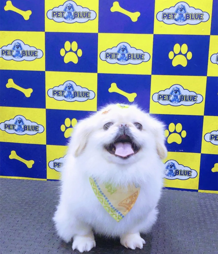 Cão após tosa higiênica