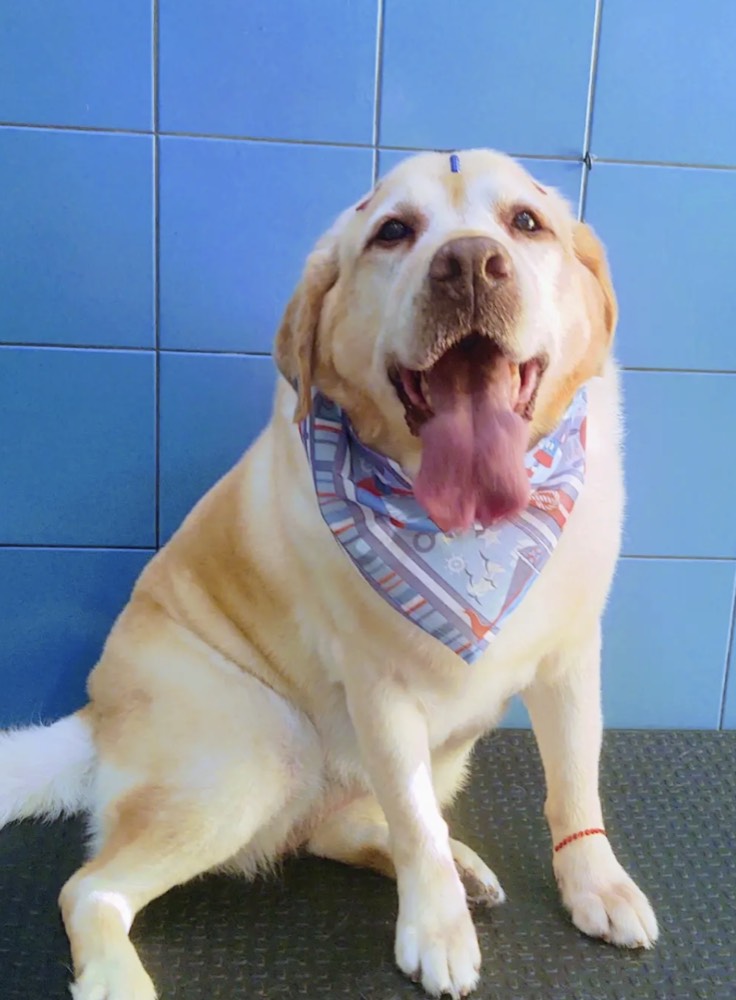 Consulta veterinária na Pet Blue