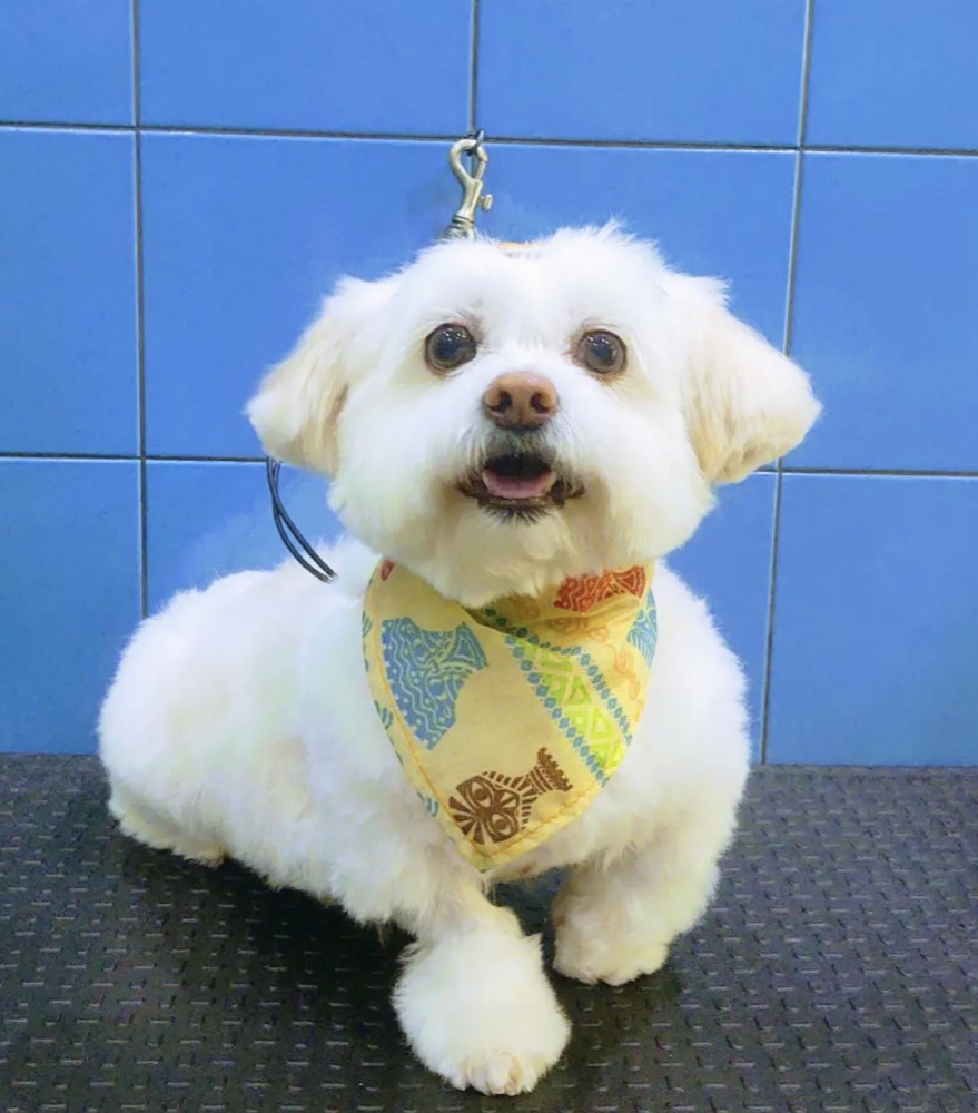 Cão com pelo hidratado