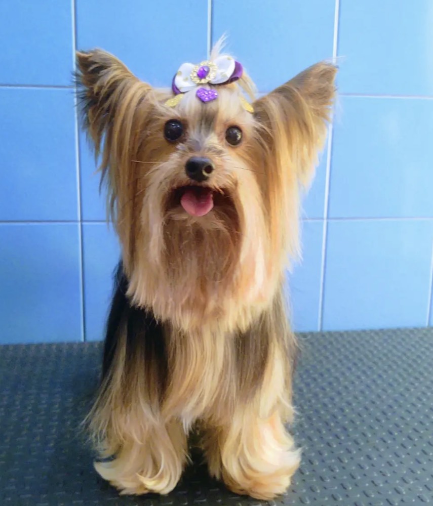 Cão de pelo comprido escovado