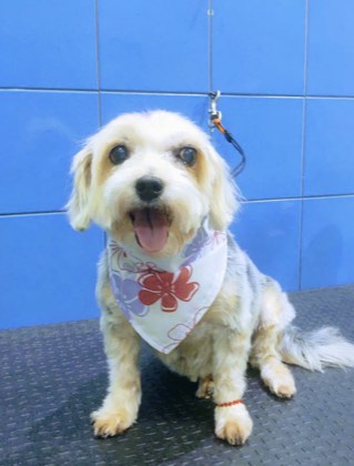 Pet cuidado na Pet Blue