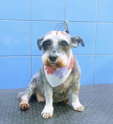 Pet cuidado na Pet Blue