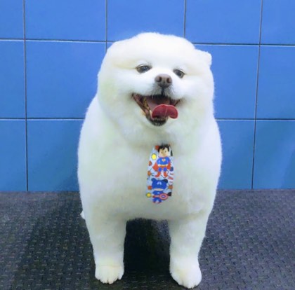 Pet cuidado na Pet Blue