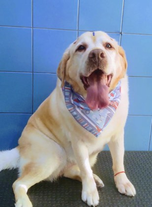 Consulta veterinária na Pet Blue