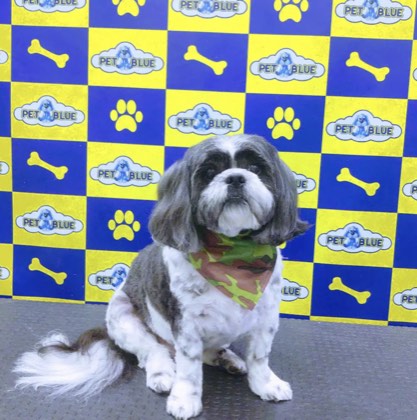 Pet cuidado na Pet Blue