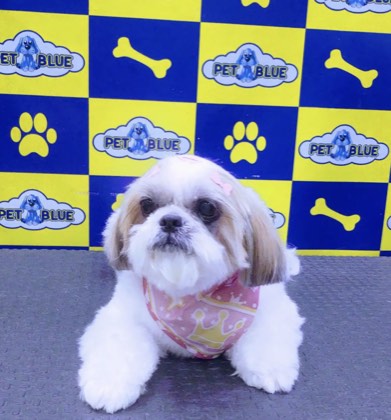 Pet cuidado na Pet Blue